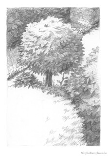 Zeichnung | Bleistift | Baum mit Formschnitt im Graben, Friedenspark Köln | 1989