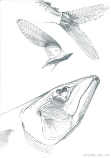 Zeichnung | Bleistift | geräucherte Makrele, Details | 1989