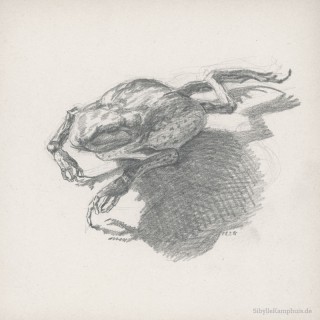 Zeichnung | Bleistift | tote, vertrocknete Kröte | 1996