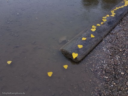 Landart | Pappelblätter auf Planke | 2020