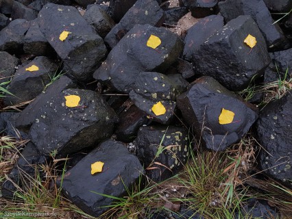 Landart | Pappelblätter auf nassem Basaltgestein | Poller Kribbe am Rhein | 2020