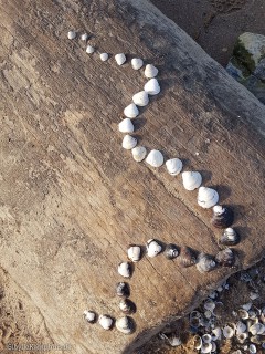 Landart | Muscheln auf Planke am Rhein | 2021