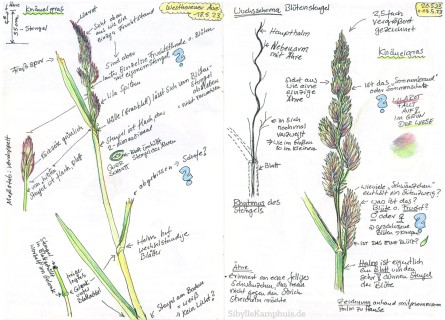 Zeichnung | Fine Liner und Polychromo | Gras | 18. und 20.05.2023