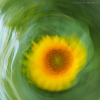 Foto | Sonnenblume | ICM – Intentional Camera Movement – mit bewegter der Kamera erzeugt | Köln | 25.7.2024