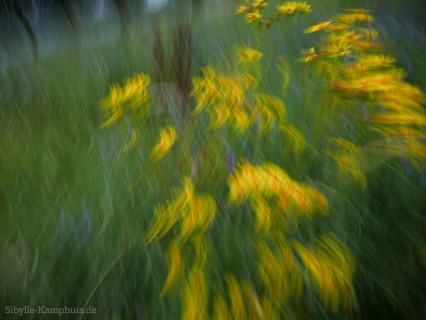 Foto | Blumenwiese | ICM – Intentional Camera Movement – mit bewegter der Kamera erzeugt | Köln | 25.7.2024
