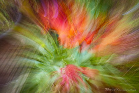 Foto | Blume im Topf | ICM – Intentional Camera Movement – mit bewegter der Kamera erzeugt | Köln | 6.8.2024