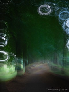 Foto | Lindenallee | ICM – Intentional Camera Movement – mit bewegter der Kamera erzeugt | Köln | 8.8.2024