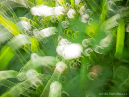 Foto | Krautzone | ICM – Intentional Camera Movement – mit bewegter der Kamera erzeugt | Köln | 8.8.2024