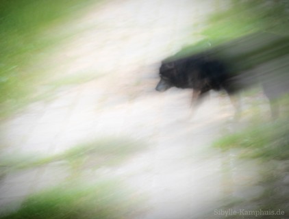 Foto | Hundewiese | ICM – Intentional Camera Movement – mit bewegter der Kamera erzeugt | Köln | 9.8.2024