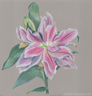 Zeichnung | Polychromo | 7.2.2025