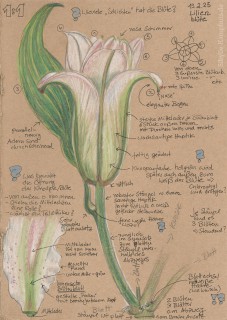 Zeichnung | Fine Liner und Polychromo | 13.2.2025
